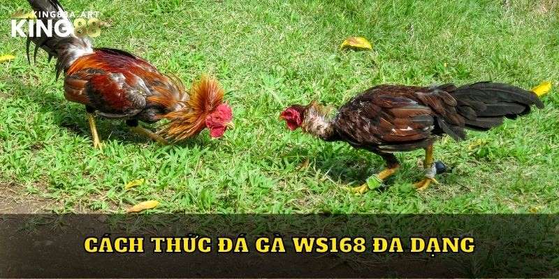 Cách thức đá gà WS168 đa dạng