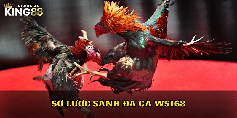 Sơ lược sảnh đá gà WS168